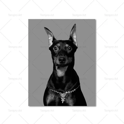 Доберман | Доберман щенки, Доберман, Собачьи портреты