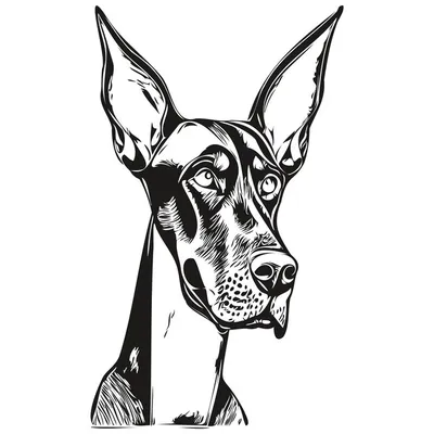 Картина по номерам Доберман. Собака 40х50 см. Холст а подрамнике - купить с  доставкой по выгодным ценам в интернет-магазине OZON (489814115)