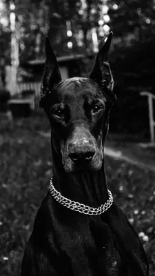 Pin by Nik on Собаки | Black doberman, Doberman dogs, Scary dogs