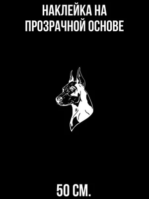 Живопись по номерам Доберман черно-белый Собака Пес 40х60