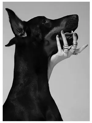 Наклейка для декора интерьерная Доберман собака чёрно белая закрытый рот 50  см. купить по выгодной цене в интернет-магазине OZON (1010638329)