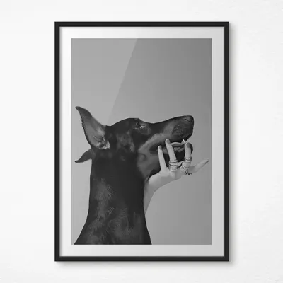 Доберман черно-белый Собака Пес 40х60 Живопись по номерам 19956551 купить  за 693 ₽ в интернет-магазине Wildberries