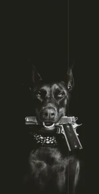 Pinterest | Scary dogs, Doberman, Doberman dogs