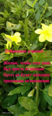 Доброе утречко! Отличного настроения! Пусть с утра все будет не напрасно,  пусть успешным будет день - YouTube