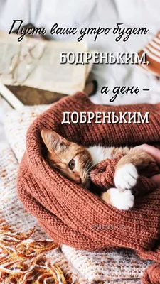 Утро/🐱/День | Розовые орхидеи, Доброе утро, Смешные детские картинки