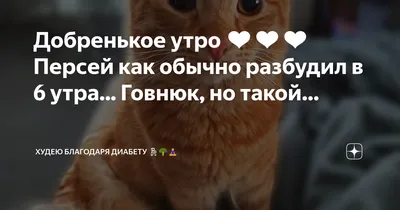 Какое добренькое утро плюшевый мишка#🐻🐻🐻 | TikTok