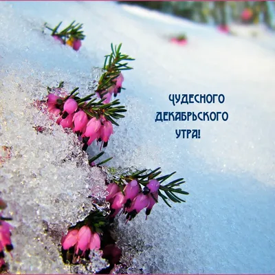 Пин от пользователя Nata Snegurskaya на доске ❄зима/утро | Рождественские  поздравления, Доброе утро, Пожелания для открыток
