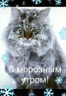Пин от пользователя Olga ros на доске Доброго ранку | Доброе утро, Смешные  открытки, Голубые кошки