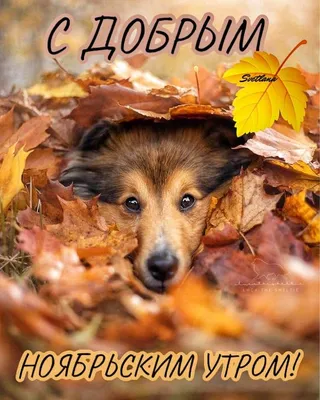 ДОБРОЕ НОЯБРЬСКОЕ УТРО! 🍂🏵🍁💐🍁🏵🍂 ХОРОШЕГО НАСТРОЕНИЯ В ЛЮБУЮ ПОГОДУ!  ☔🍁🌦🍁🌂 | Доброе утро, Осенние картинки, Питбультерьер