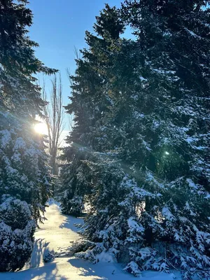 Доброе Снежное утро (много фото) - treepics.ru