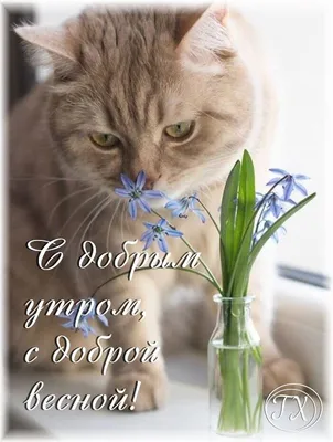 Пин от пользователя Ivanova Anna на доске киски | Доброе утро, Милые  котики, Осенние картинки