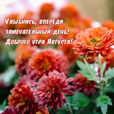 Доброе утро! Август. Собираем в августе Урожай плодов. Много людям  радости.. | День за днём | ВКонтакте