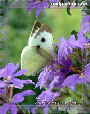 Картинки красивые с бабочками и цветами с добрым утром (57 фото) » Картинки  и статусы про окружающий мир вокруг