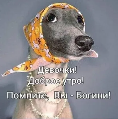 От СОНАТЫ с любовью))) Доброе утро, мои любимые БОГИНИ 🥰🥰🥰 Пусть этот  букет сделает ваш день ярче 💯💯💯💯💯💯 Ждём вас ежедневно с 9 до 18 на  но… | Instagram