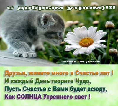 Доброго утра и прекрасного настроения!) #открытка #доброеутро #пожелан... |  TikTok