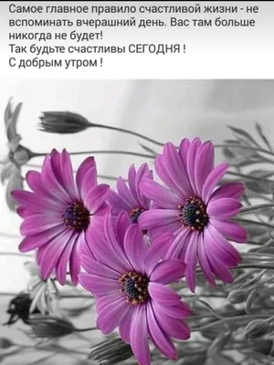 Пожелания | Доброе утро, Цветы на рождение, Открытки