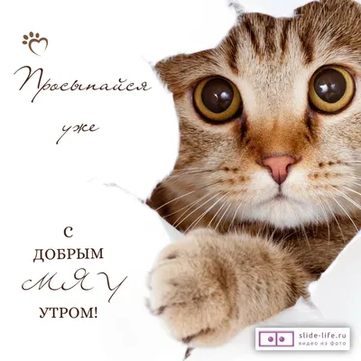 Смешная открытка с добрым утром — Slide-Life.ru