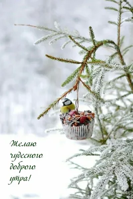 Доброе утро картинка зимняя сказка фотографии