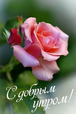 Pin by Светлана on Доброе утро | Beautiful roses, Exotic flowers, Flower  delivery