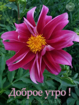 Открытки открытка доброе утро яркие красивые цветы с добрым утром | Красивые  цветы, Открытки, Цветы