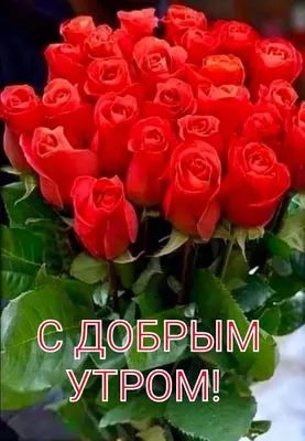 Pin by Татьяна Павлова on Доброе утро | Good morning flowers, Morning  flowers, Flowers
