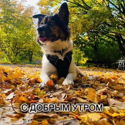 🍁Осень🍂 Доброе утро☀ | TikTok