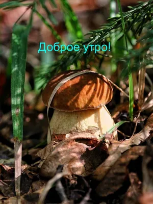 Доброе утро картинки с грибами - 67 фото