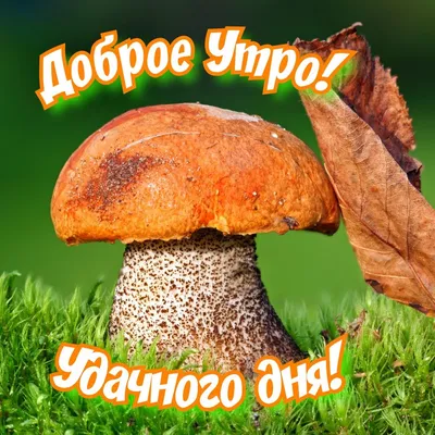 Доброе утро 🍄 | Грибы в Подмосковье 2023 | ВКонтакте