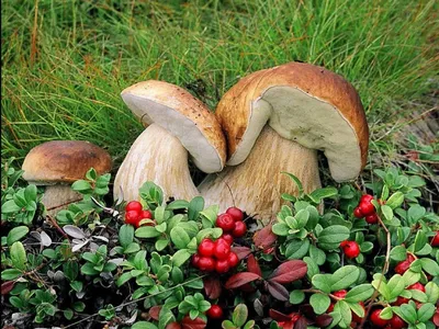 Доброе утро! Грибной сезон продолжается... Самый вкусный и дорогой гриб  #тихаяохота #мацутакэ | Instagram