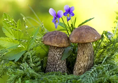 Доброе утро! #грибы#гриб#кубань#прогулка#лес#деревья#цветы#mushroom  #mushrooms #Russia #Kuban #forest #walk #flowers#подберезовик | Instagram