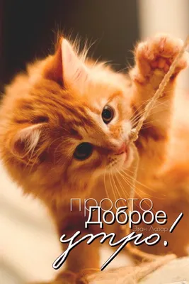 Доброе утро доброго дня красивые открытки картинки | Котята, Милые котики, Доброе  утро