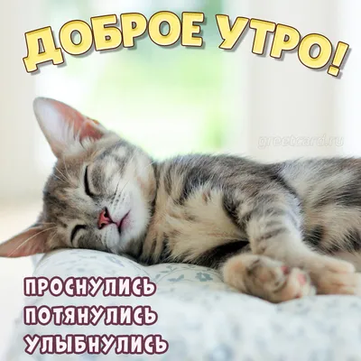 💗 КОТЯТА / ДОБРОГО УТРА / ДОБРОЕ УТРО / С ДОБРЫМ УТРОМ / ДОБРОГО УТРА  ЛЮБИМОЙ / ДОБРОЕ УТРО КАРТИНКИ - YouTube | Котята, Доброе утро, Картинки