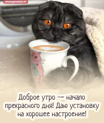 сдобрымутром #котики #утродоброе #красивоевидео | TikTok