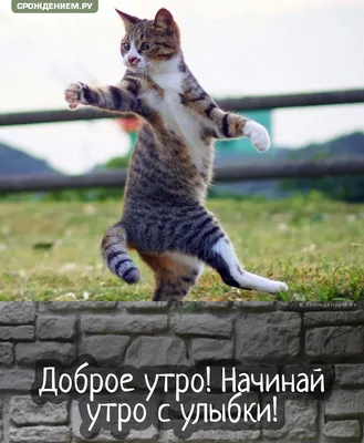 картинки доброе утро с котятами｜Поиск в TikTok