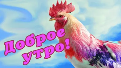 Всем доброго утра и море позитива в течение дня!