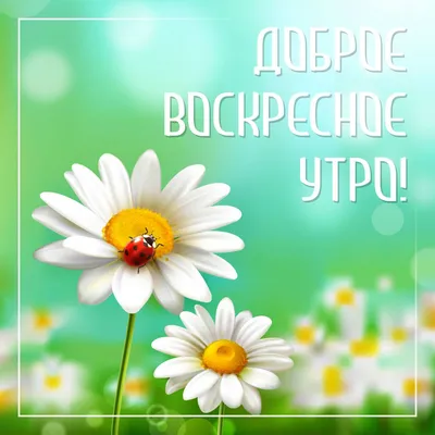 Доброе утро картинки с ромашками фотографии