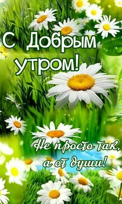 Доброе утро ромашки - фото и картинки: 58 штук