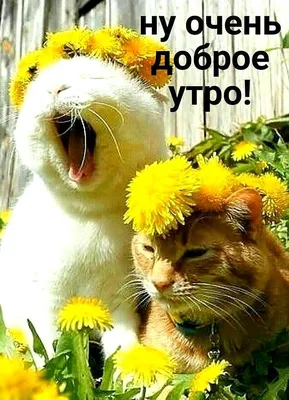 ЛЕТНЕЕ 🐾😽💗😸🐾 УТРО ДОБРОЕ! | Иллюстрации кошек, Самые милые животные,  Забавные зверюшки