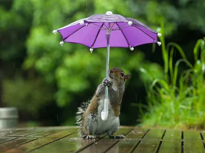 Позитивная гифки с котом под зонтиком, который начинает свой день с улыбки.  | Вдохновляющие цитаты, Юморные цитаты, Открытки