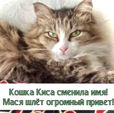 kotya_palich - Доброе утро )) Котя палыч уже проснулся )) а вам почему не  спиться в субботу утром ?) ❤️❤️ #котэ #котя #котенок #cat #kitten #киса  #британец #золотистаяшиншилла | Facebook