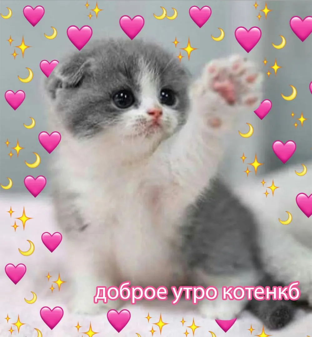 Доброе утро котики картинки милые Доброе утро котики картинки милые