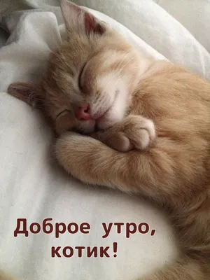 Концепция доброе утро Красивый красный кот проспал вверх рано утром надпись  на предпосылке Стоковое Изображение - изображение насчитывающей счастливо,  текстура: 114110519