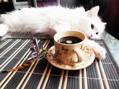 кошка котенок держит чашку кофе сердце. доброе утро. грустное ворчливое  плохое эмоционное лицо. милый персонаж мультфильма китти. Иллюстрация  вектора - иллюстрации насчитывающей икона, день: 222052558