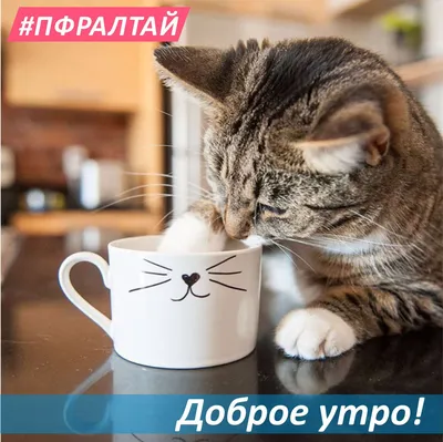 🦾remix) Доброе утро ☀️ Котик с …» — создано в Шедевруме