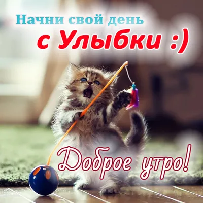 Яркая открытка с котиком желающим доброго утра - поздравляйте бесплатно на  otkritochka.net