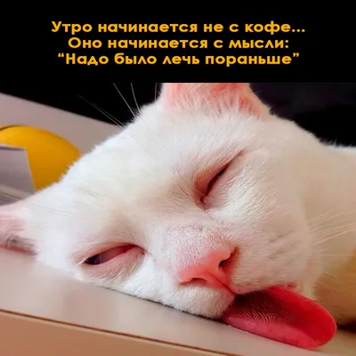 доброе утро. кот котенок держит чашку кофе сердце. грустное сердитое лицо.  симпатичный персонаж мультфильма. смешное животное Иллюстрация вектора -  иллюстрации насчитывающей киска, сторона: 220681913