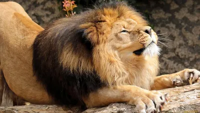 доброе утро лев и львица｜Поиск в TikTok