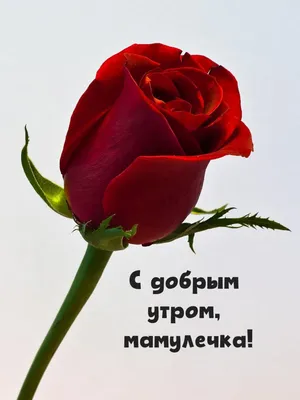 Картинки Доброе утро Мама (81 шт)