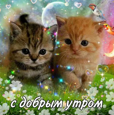 Картинка - Доброе утро, мама..