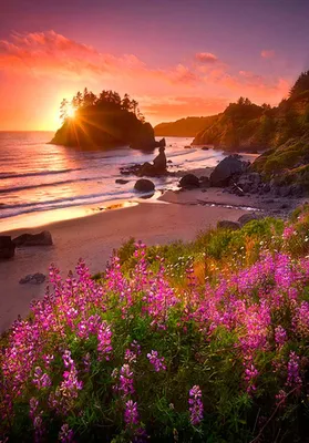 Доброе утро красивые картинки кофе море и цветы | Клубника, Доброе утро,  Еда кафе